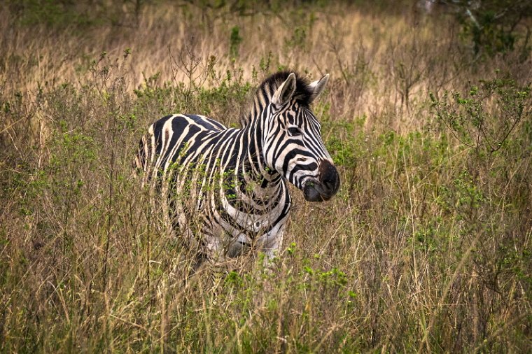 062 Tala Game Reserve, Zuid-Afrika.jpg